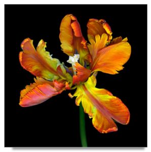 photo of pretty orange and yellow flower